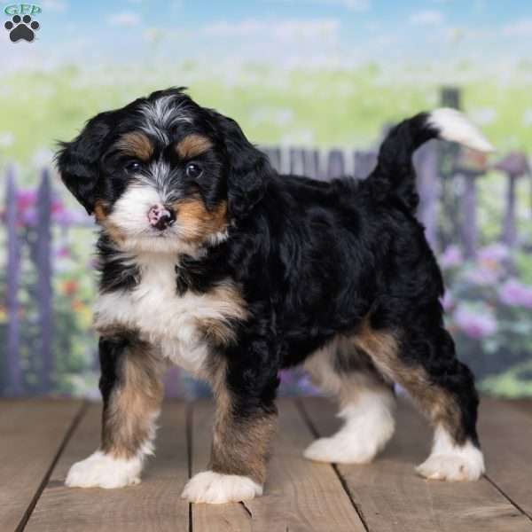 Dexter, Mini Bernedoodle Puppy
